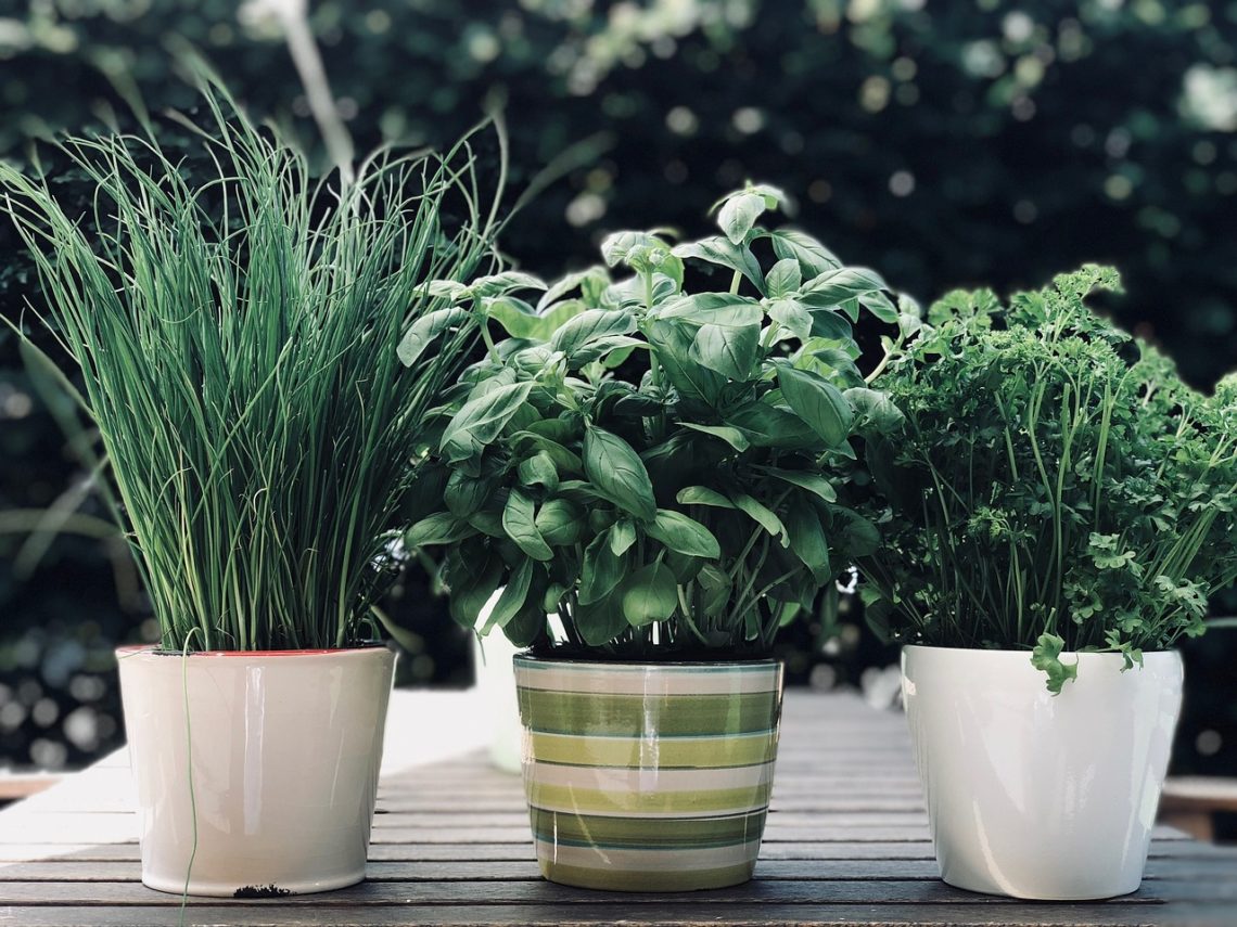 herbs, chives, plant