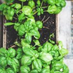 green plant on brown pot