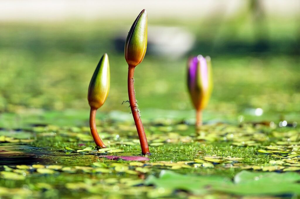 water lilies, buds, pond