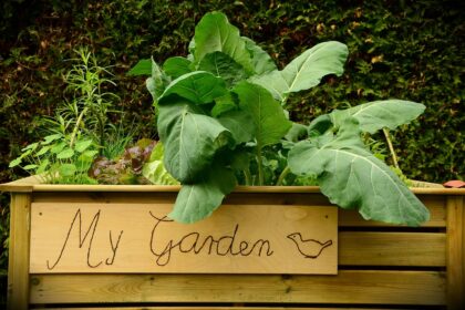 garden, raised bed, bed