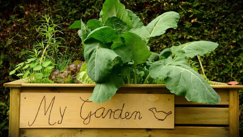 garden, raised bed, bed