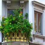 balcony, plants, sunflower