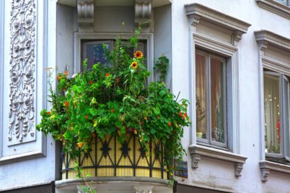 balcony, plants, sunflower