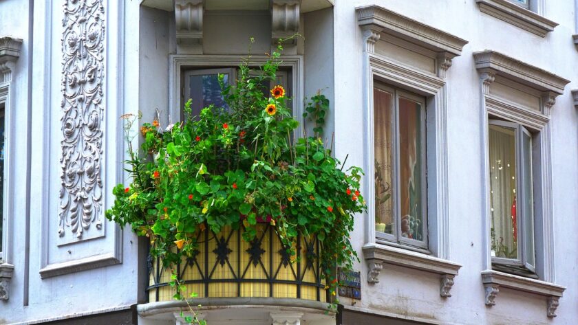 balcony, plants, sunflower