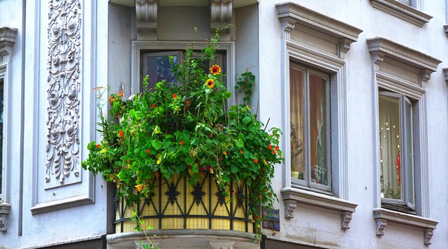 balcony, plants, sunflower