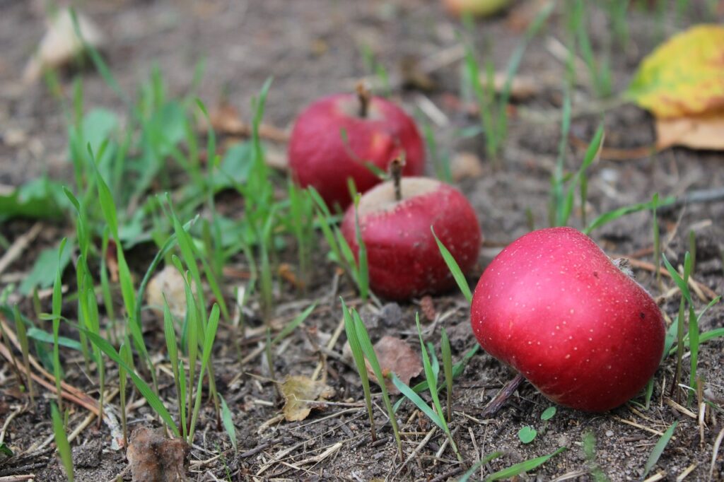 windfall, apples, red