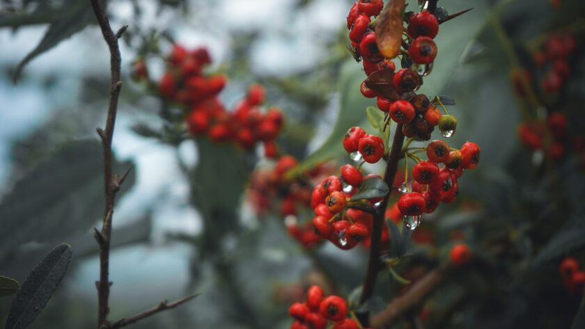 berries, fruits, currants