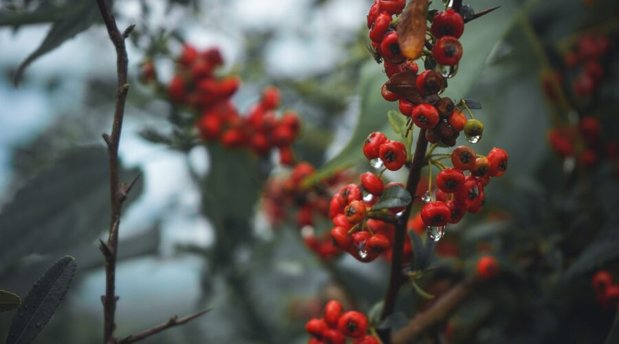 berries, fruits, currants