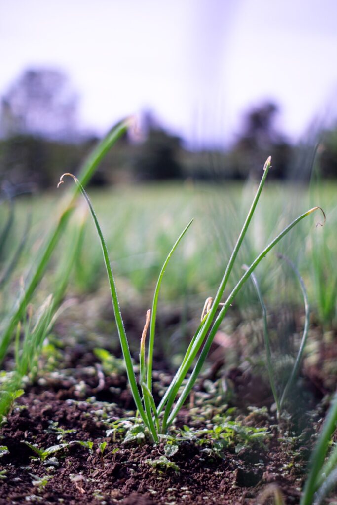 a close up of some grass in a field