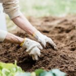 Close-up of an Elderly Person Gardening