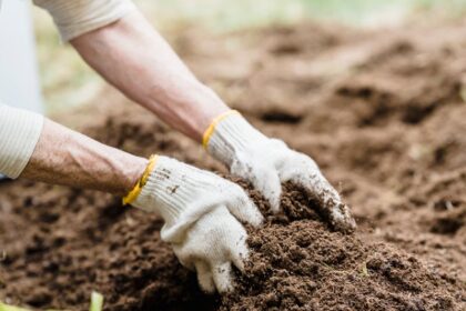 Close-up of an Elderly Person Gardening