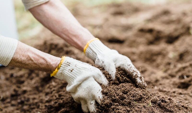 Close-up of an Elderly Person Gardening