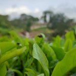 a close up of a plant