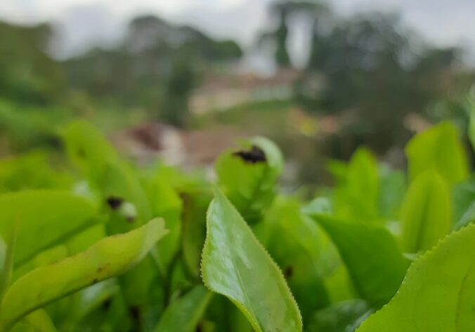 a close up of a plant