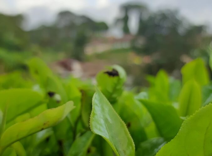 a close up of a plant