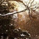 trees with snow during daytime