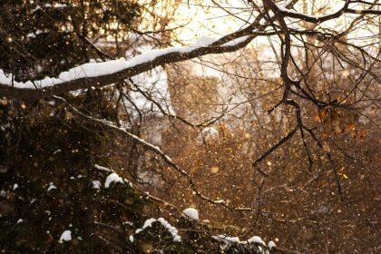 trees with snow during daytime