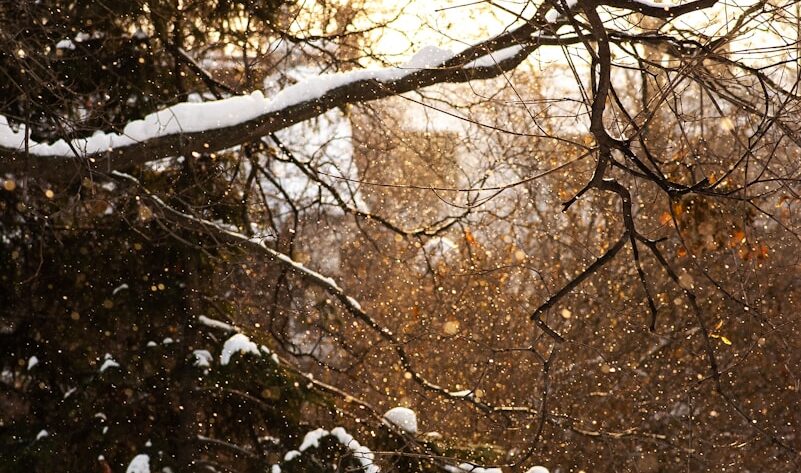 trees with snow during daytime