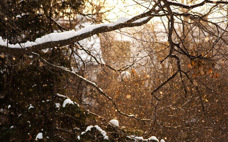 trees with snow during daytime