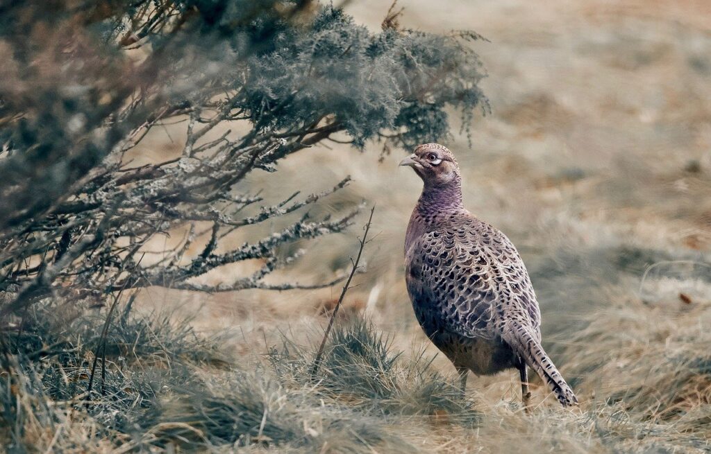 Vogelfreundlicher Garten: So Lockst Du Vögel In Deinen Garten