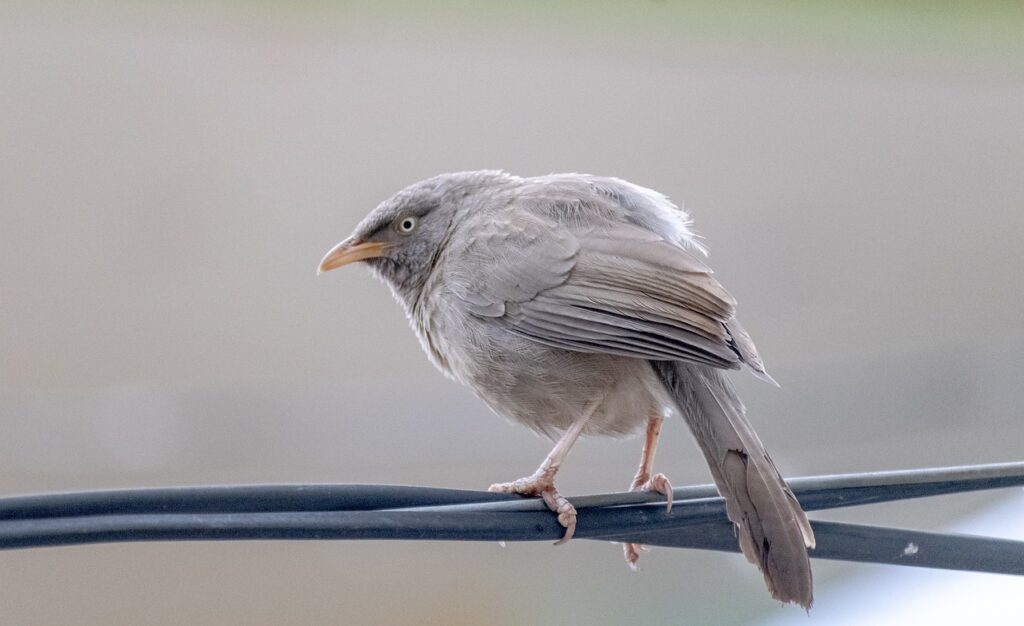 Vogelfreundlicher Garten: So Lockst Du Vögel In Deinen Garten