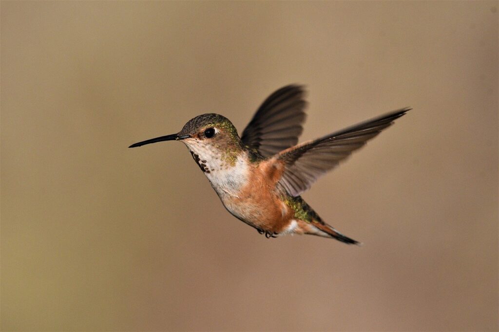 Vogelfreundlicher Garten: So Lockst Du Vögel In Deinen Garten