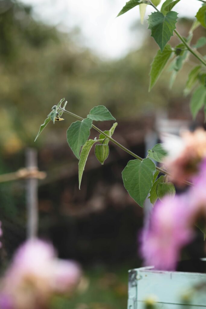 Gartenarbeiten Im Herbst: Vorbereitung Für Die Kalte Jahreszeit