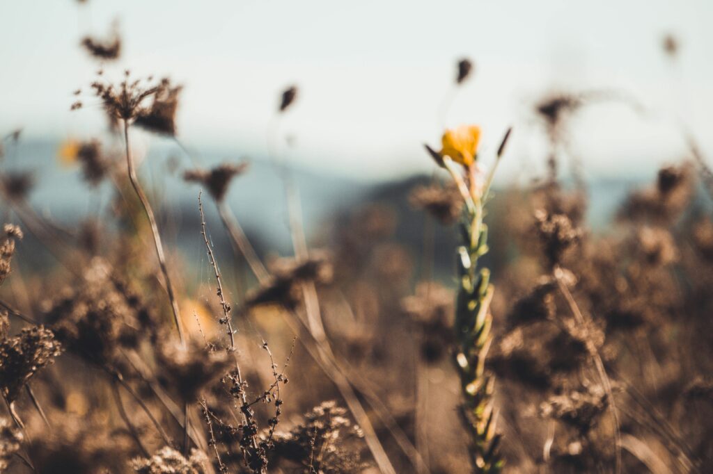 Gartenarbeiten Im Herbst: Vorbereitung Für Die Kalte Jahreszeit