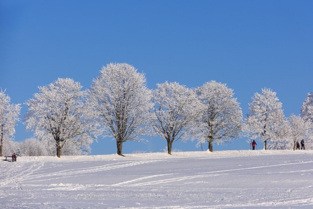 Winterschnitt: So Pflegst Du Deine Pflanzen Im Winter