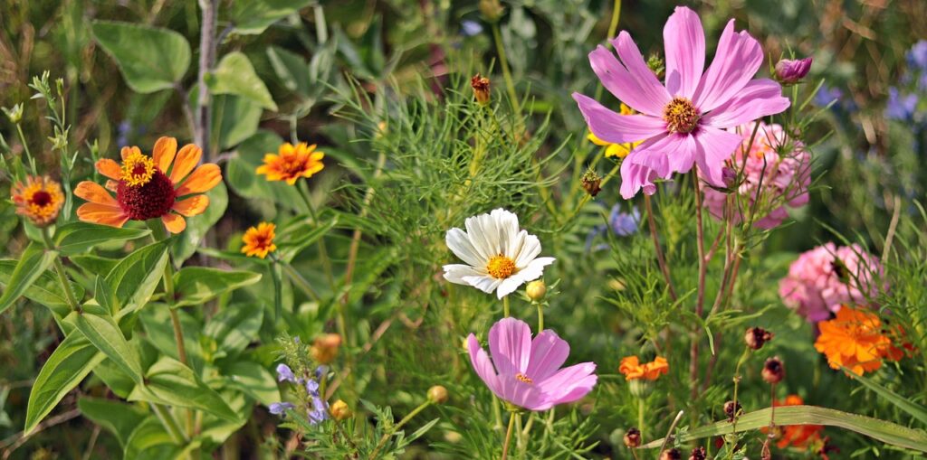 Blumenwiese Anlegen: Ein Paradies Für Bienen Und Schmetterlinge