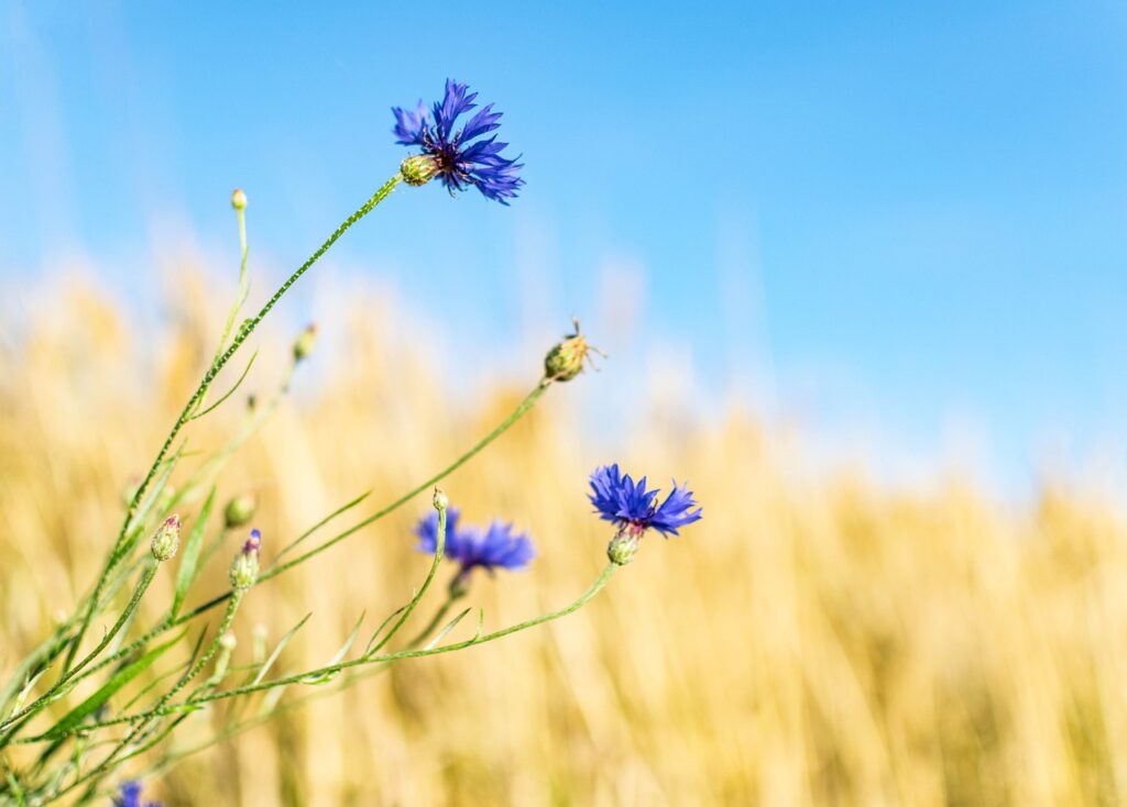 Blumenwiese Anlegen: Ein Paradies Für Bienen Und Schmetterlinge