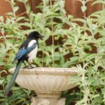 a black and blue bird sitting on top of a planter