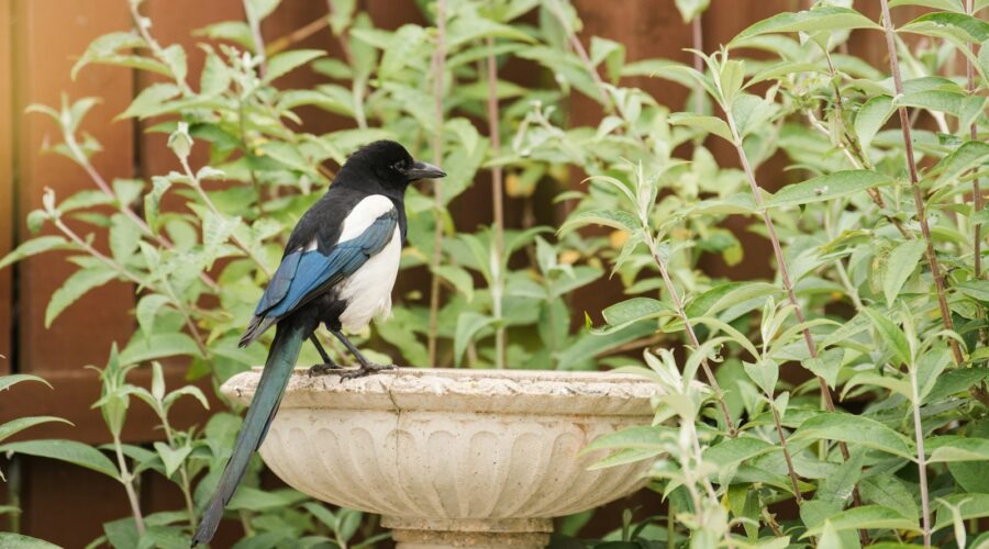 a black and blue bird sitting on top of a planter