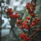 berries, fruits, currants