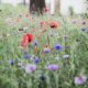 luka, may, flowers